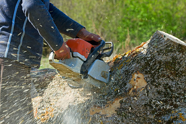 The Steps Involved in Our Tree Care Process in Rockville, MD